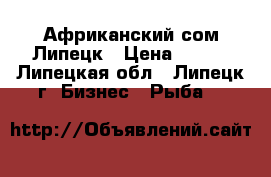 Африканский сом Липецк › Цена ­ 360 - Липецкая обл., Липецк г. Бизнес » Рыба   